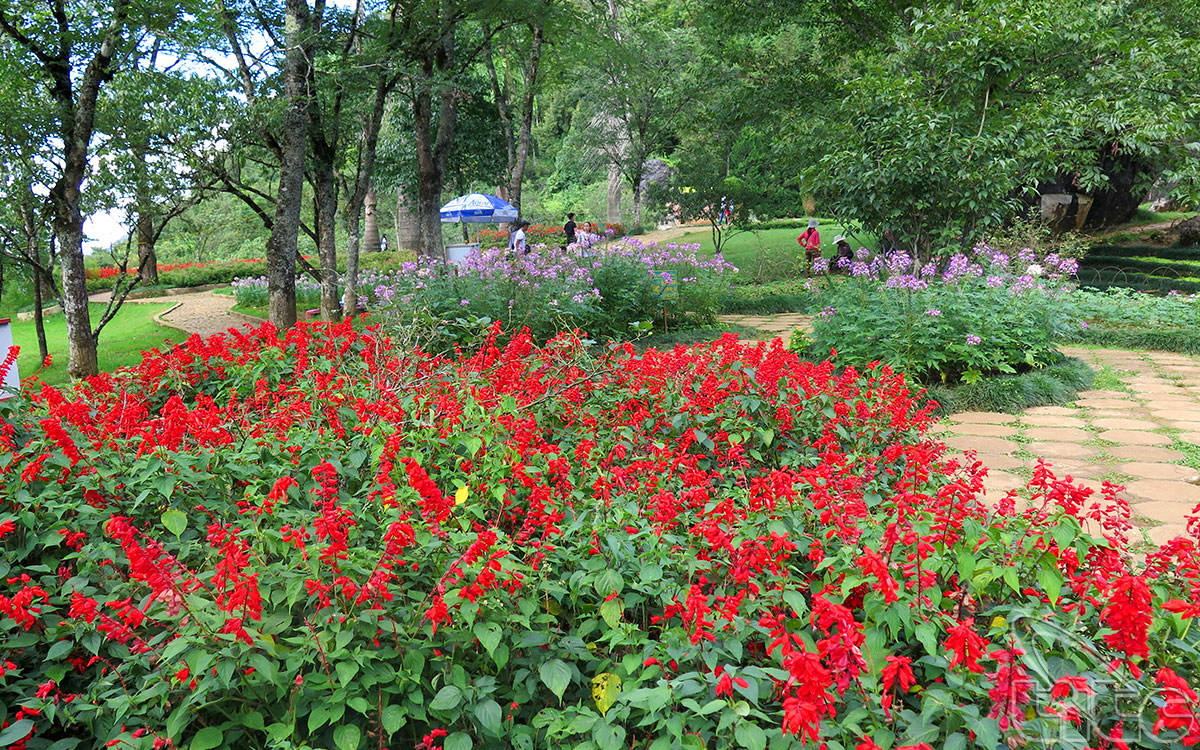 Núi Hàm Rồng còn được biết đến có một khu vườn hoa với các loài hoa khoe sắc quanh năm
