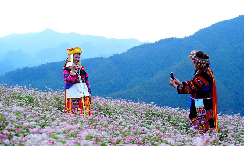 Tuyen Quang: Buckwheat flower festival to take place in late November