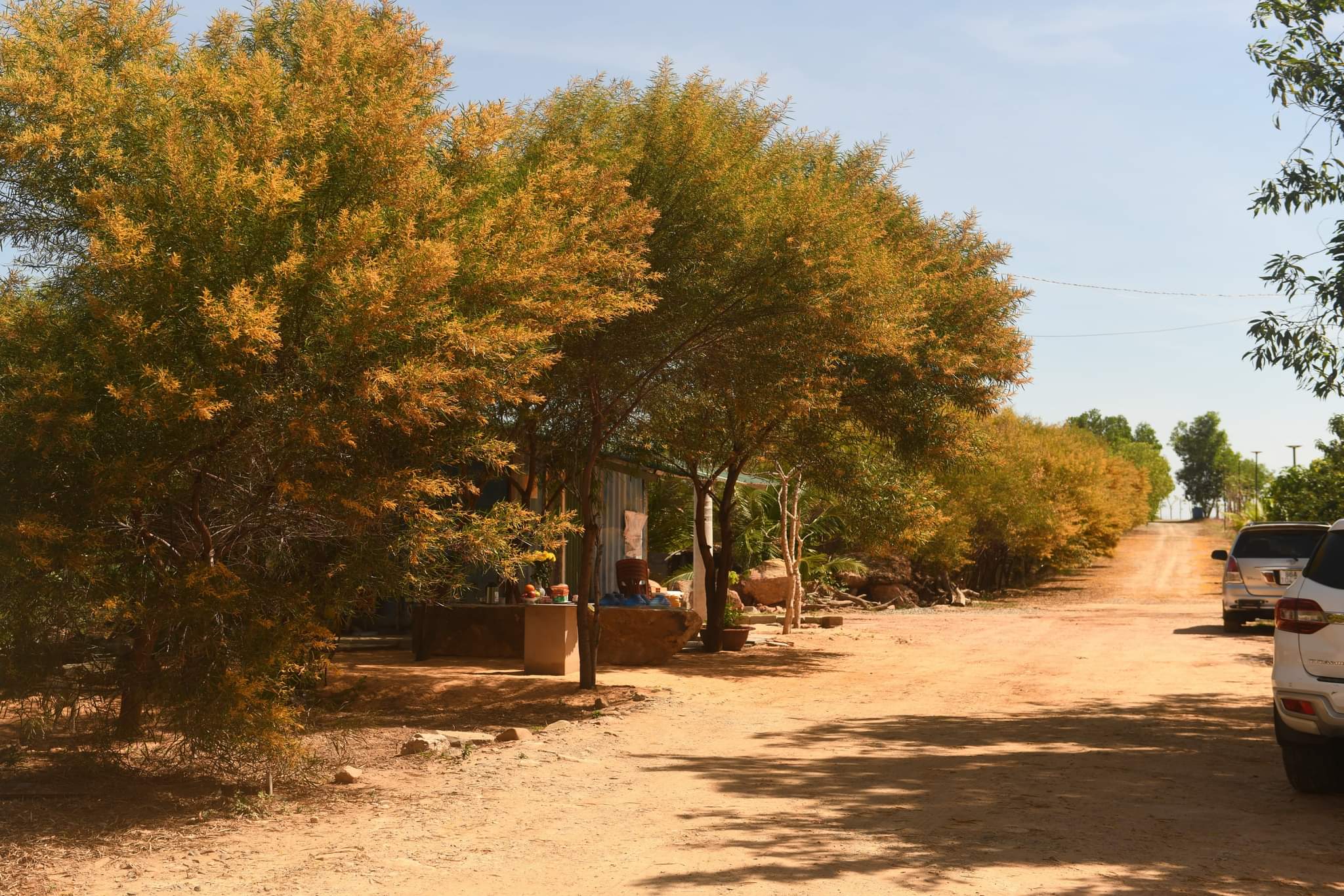 Về Lâm Đồng ngắm rừng Tràm khoe sắc