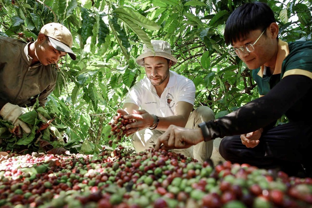 Đắk Lắk: Du khách say mê hành trình “từ vườn đến ly” cà phê