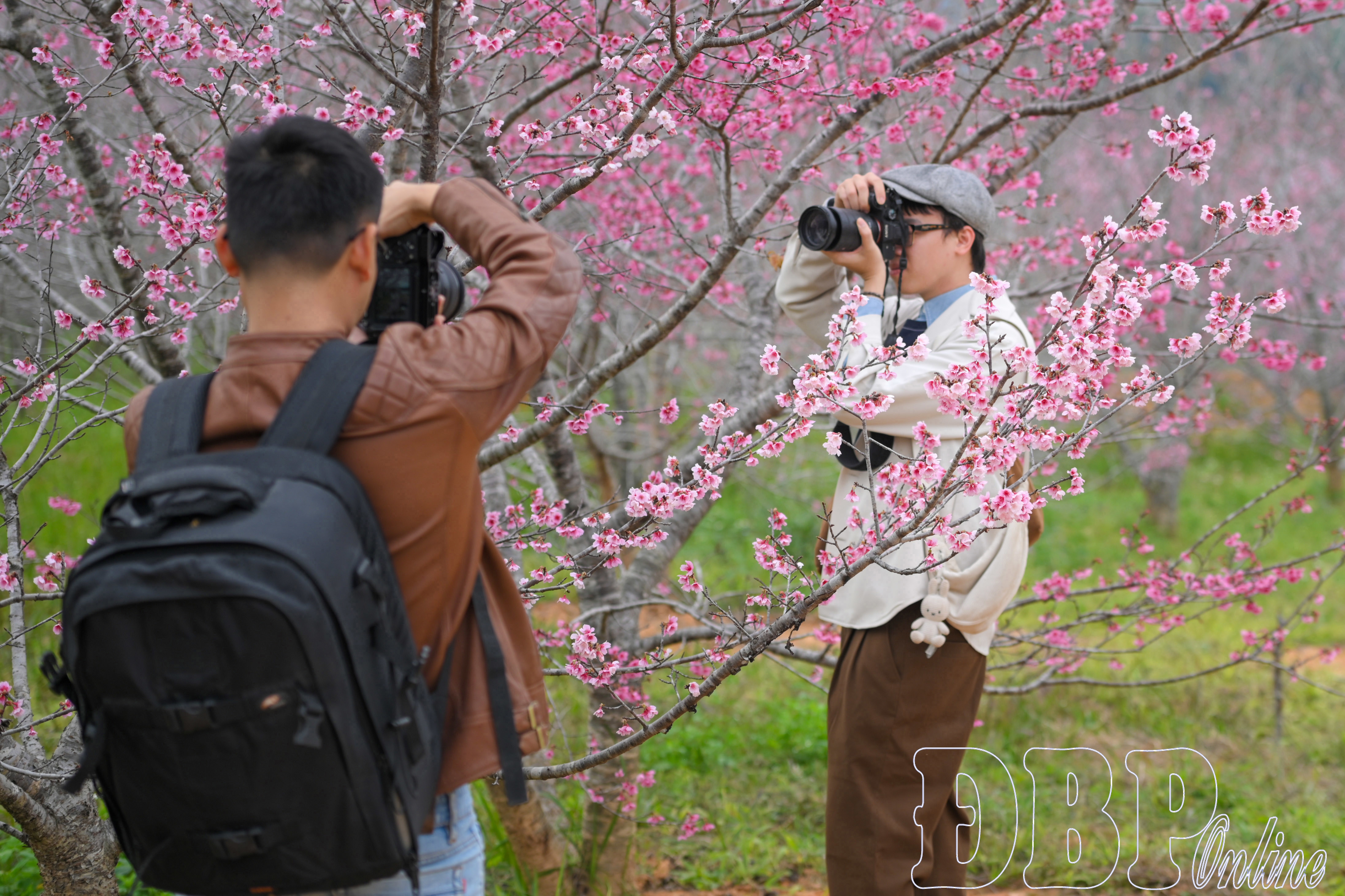 Đảo hoa Mường Phăng (Điện Biên) - điểm du xuân hấp dẫn