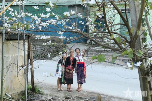 Ban (Bauhinia) flowers in full bloom in Nghe An’s border areas