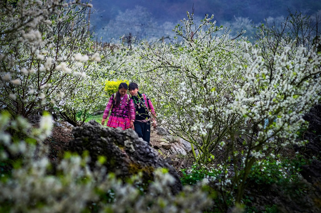 Springtime in the Highlands of Moc Chau (Son La)