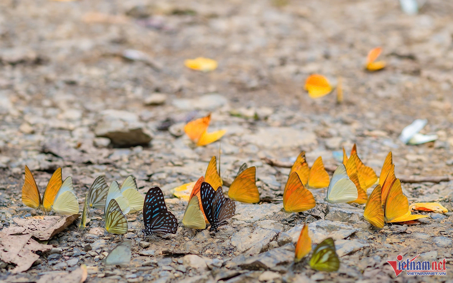 Butterflies fill the skies in Cuc Phuong’s breathtaking seasonal display icon