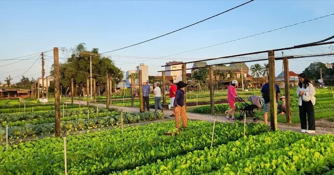 HCMC’s agritourism sector blooms with innovative farm-stay models