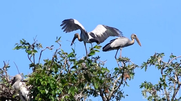 Can Tho develops sustainable tourism associated with nature conservation