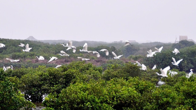 Explore the pristine beauty of Xuan Thuy National Park (Ninh Binh)