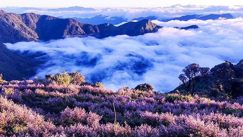 Conquering Ta Chi Nhu Peak as wild purple flowers blossom amid sea of clouds