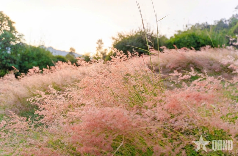 Pink grass hill adds new winter highlight to Moc Chau tourism