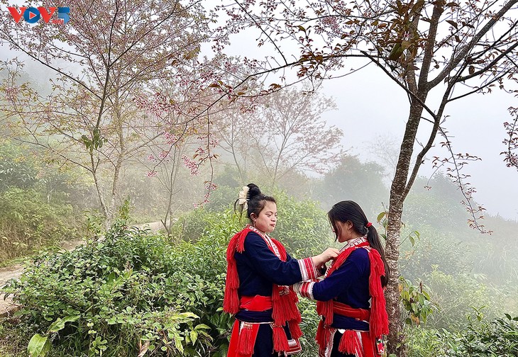 Peach blossoms tint highland villages pink