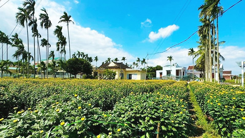 Sôi động ở một làng hoa Quảng Ngãi