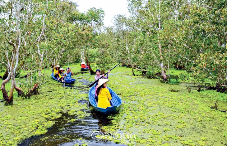 Exploring U Minh Ha cajuput forest by wooden sampan