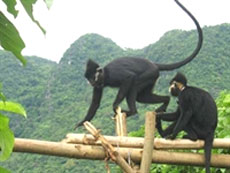 UNESCO to verify file on Phong Nha-Ke Bang 