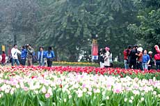 Hanoi flower festival 2012 to open in December 