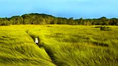 Vietnamâ€™s cinematography introduced in Belgium 