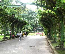 Tet flower festival will be massive