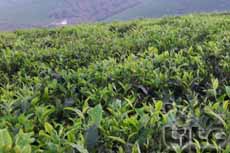 Northern province ready for first int'l tea festival 