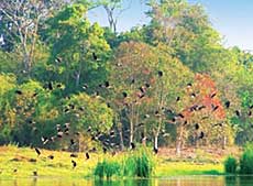Dong Nai Biosphere Reserve recognized by UNESCO 