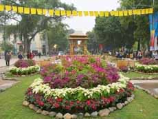 Flower festival to usher in New Year 
