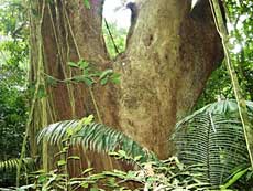 Exploring Cuc Phuong National Park