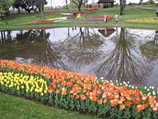 200,000 tulip baskets to be displayed at Da Lat festival 
