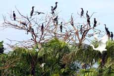 Let your imagination take to the sky at Bac Lieu Reserve 