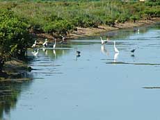 Exploring wildlife at Xuan Thuy National Park