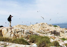 Discovering a kingdom of birds