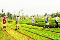 An Giang courts more agricultural tourism 