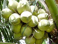 Third Ben Tre Coconut Festival to be held in April 