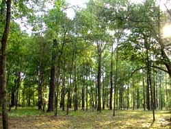 Reducing carbon emission to develop sustainable tourism