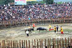 Hai Luu Buffalo Fighting Festival 2012 opens in Vinh Phuc 