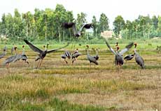 Bird sanctuary recognized as Ramsar site 