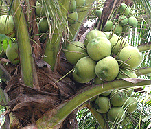 Ben Tre: Le 1er festival du coco en janvier 2009