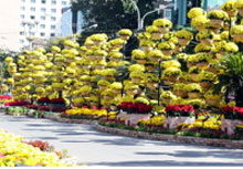 Symphonie de fleurs dans l'avenue NguyÃªn HuÃª Ã  HÃ´ Chi Minh-Ville 