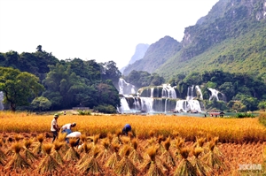 La cascade de Ban Giôc et autres beautés à Cao Bang