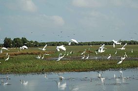 Dong Thap: le tourisme sera une économie importante