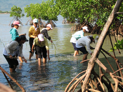 A la découverte des mangroves de Khanh Hoà