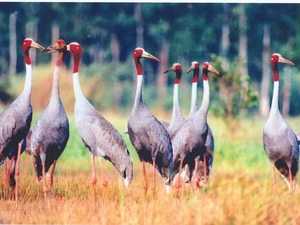 Dông Thap : des grues à tête rouge au Parc national de Tràm Chim