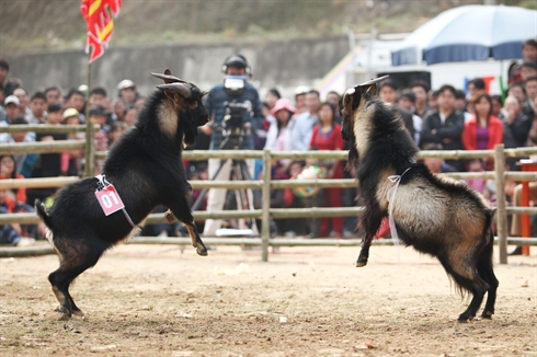 La fête de combat de boucs à Hoàng Su Phi