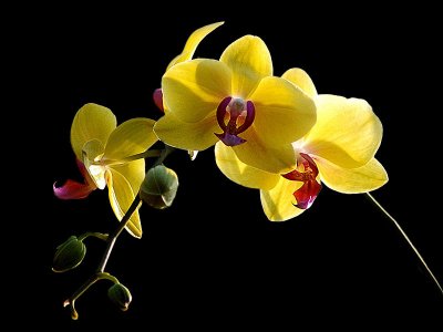 L'orchidée, trait de culture des Hanoiens 