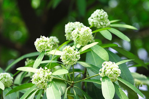 Les fleurs d’alstonia à Hanoi