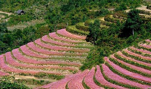 Quand refleurissent les sarrasins à Hà Giang