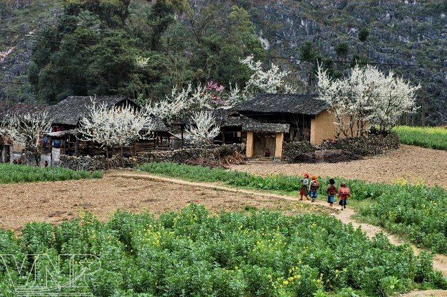 Les couleurs de Phô Cao