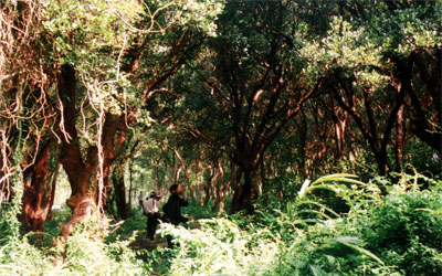 Le parc national de Bai Tu Long, trésor national