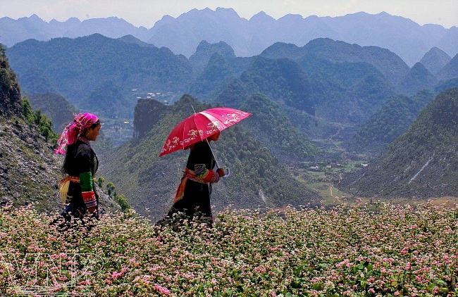 Quand refleurissent les sarrasins à Hà Giang