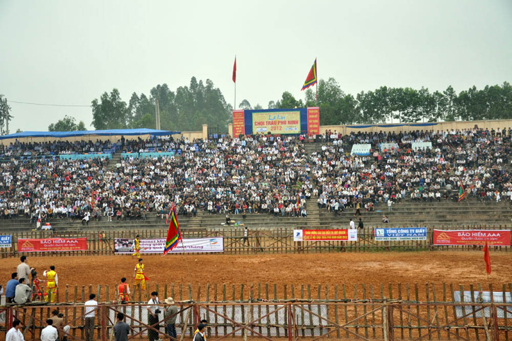Fête des combats de buffles à Phu Ninh